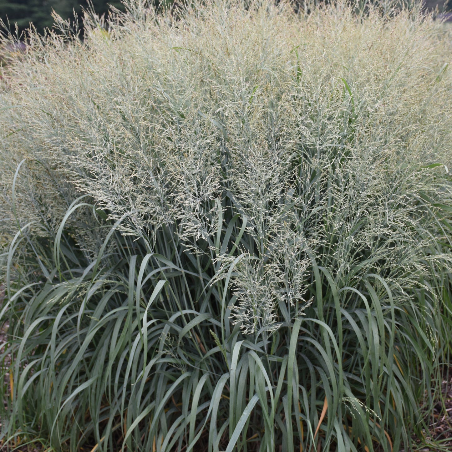 Grass: Panicum v. Prairie Winds® 'Niagara Falls' PP34509 PW® Switch Grass - #1