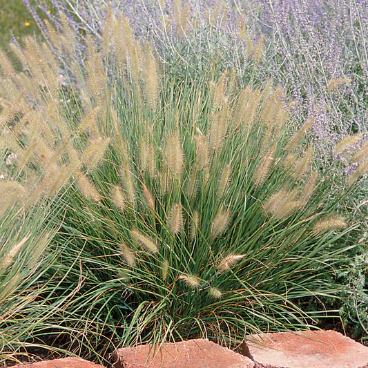 Grass: Pennisetum 'Hameln' Fountain Grass - #1