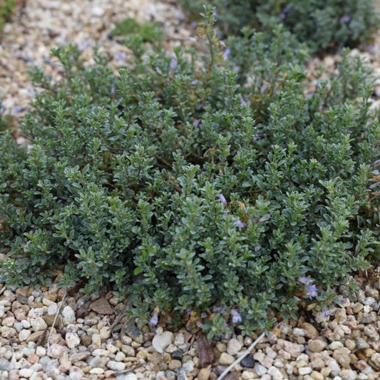 Penstemon xylus 'TUSHAR Blue' - 4.5"