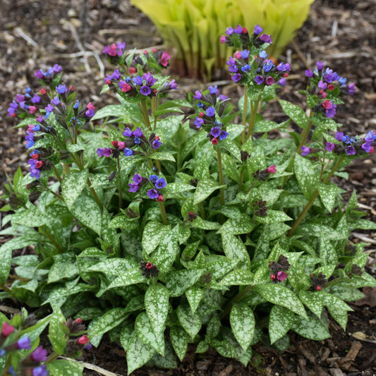 Pulmonaria 'Spot On' PP33063 PW® - #1