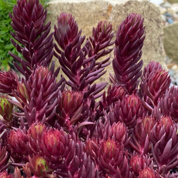 Sedum Tight and Tidy™ Red Angelina™  - 4.5"
