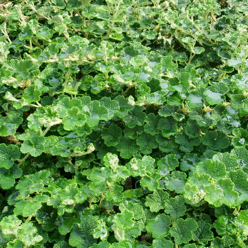 Rubus calycinoides Creeping Raspberry - #1 – Evergreen Nursery, Inc.