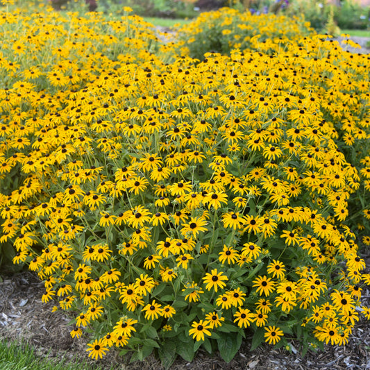 Rudbeckia 'Treasure Trove'  PP36594  PW® -#1