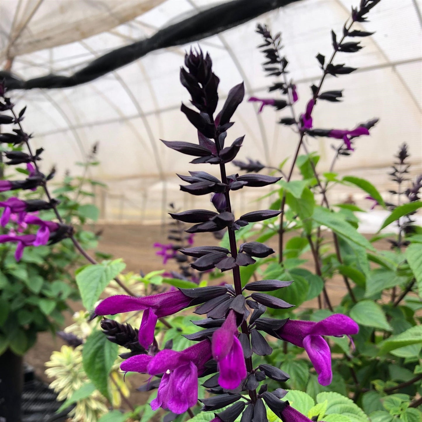 Salvia guarantica Bodacious 'Smokey Jazz' - #1