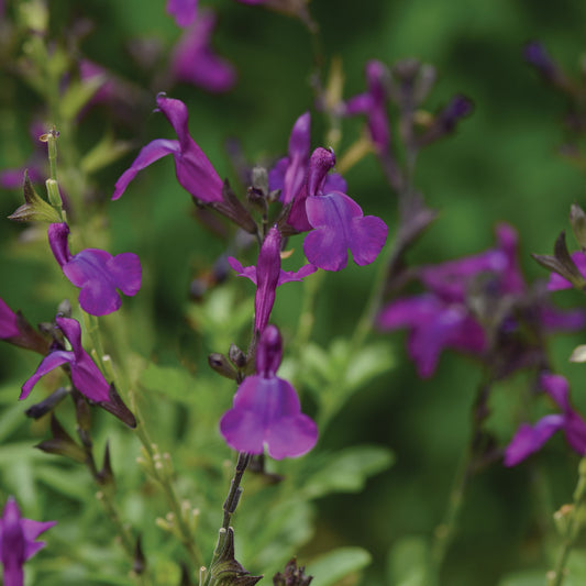 Salvia greggii Mirage(R)'Deep Purple' PP28538 - Qt.