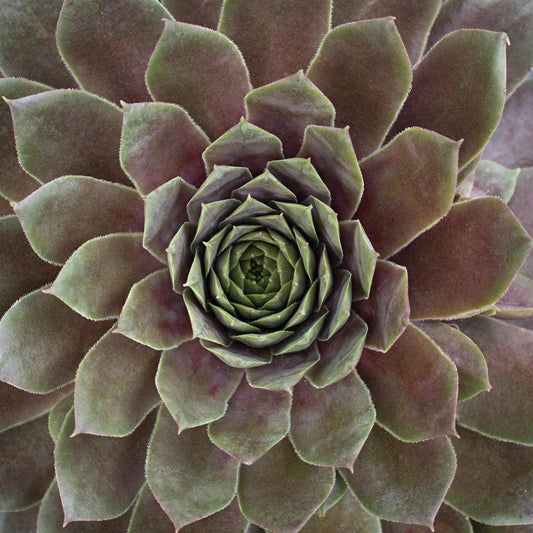 Sempervivum Supersemp® 'Ruby' - 6"  Sold in flats of 6