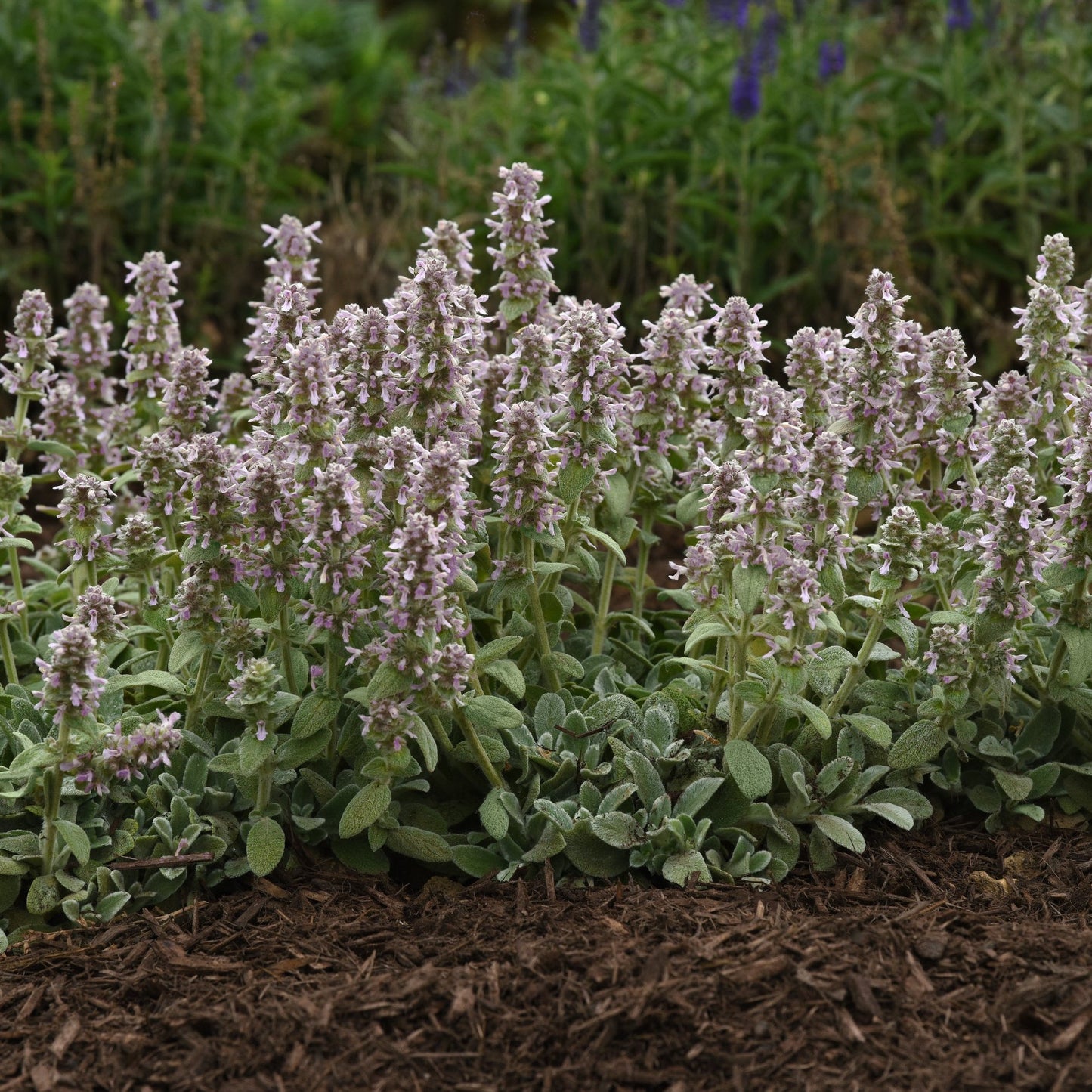 Stachys byzantina 'Little Lamb'  Lambs Ears - Qt.