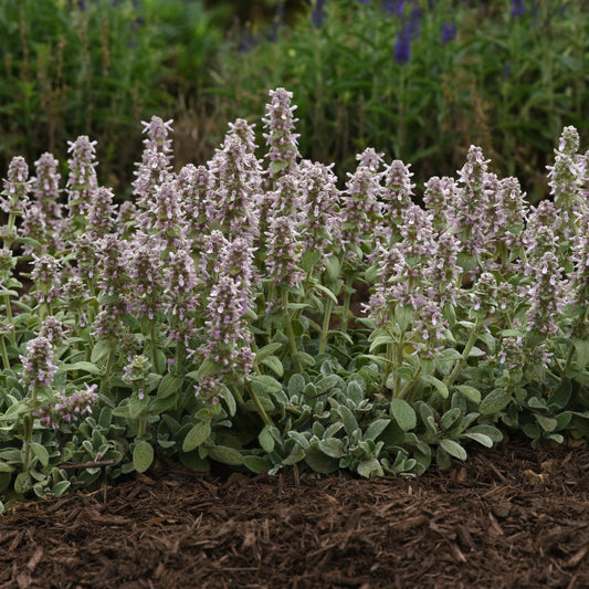 Stachys byzantina 'Little Lamb'  Lambs Ears - Qt.