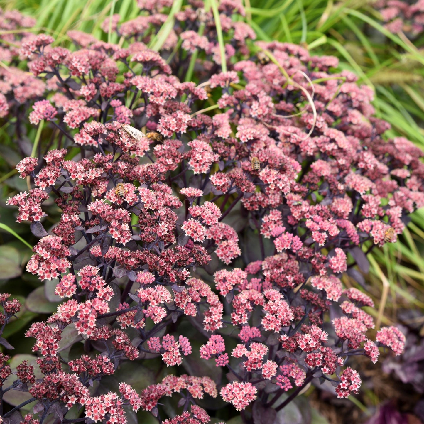 Sedum Rock 'n' Grow® 'Back in Black'  PP33632  PW® -#1