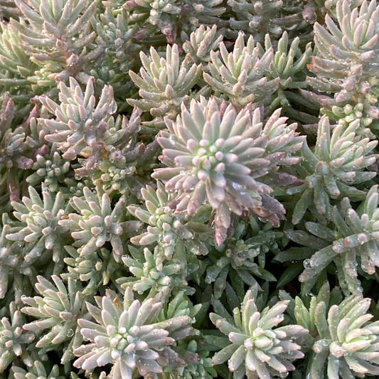 Sedum Tight and Tidy™ Blue Angelina™  - 4.5"