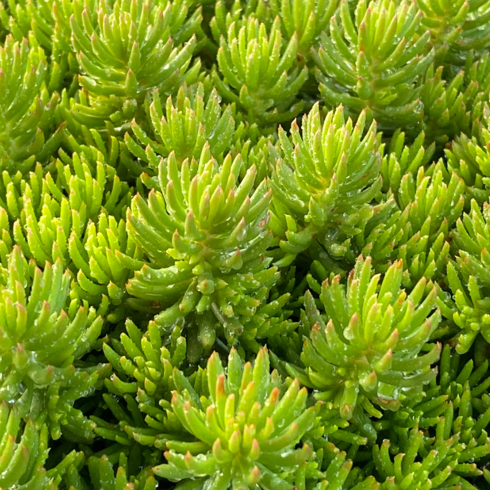 Sedum Tight and Tidy™ Green Angelina™  - 4.5"