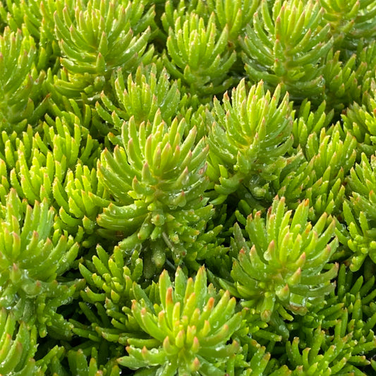 Sedum Tight and Tidy™ Green Angelina™  - 4.5"