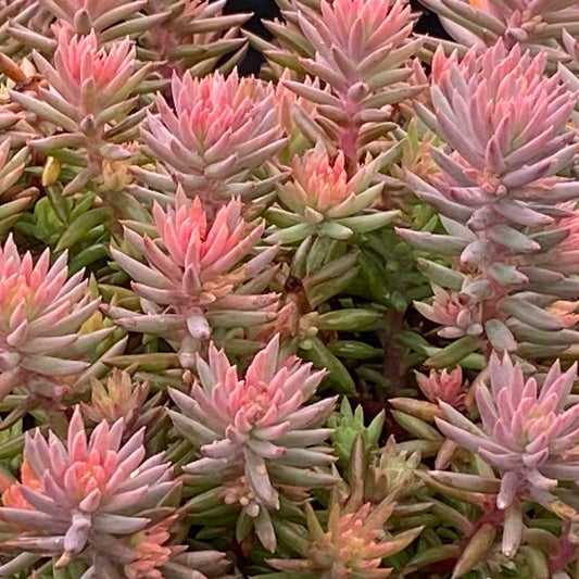 Sedum Tight and Tidy™ Pink Angelina™  - 4.5"