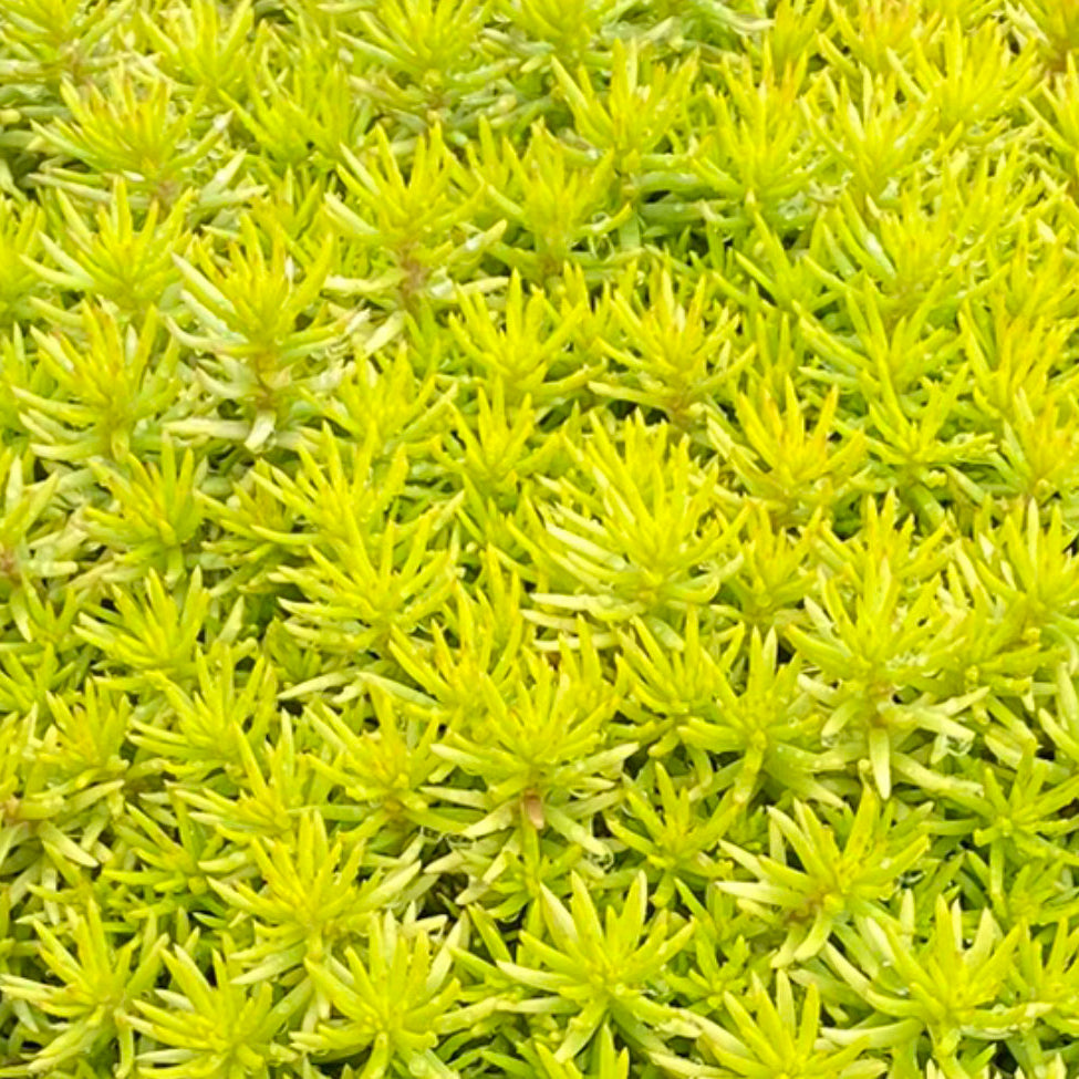 Sedum Tight and Tidy™ Yellow Angelina™  'Angelina's Teacup' PP32344 - 4.5"