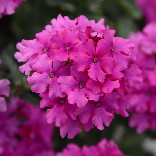Verbena 'EnduraScape™ Magenta'   Creeping Verbena - 4"