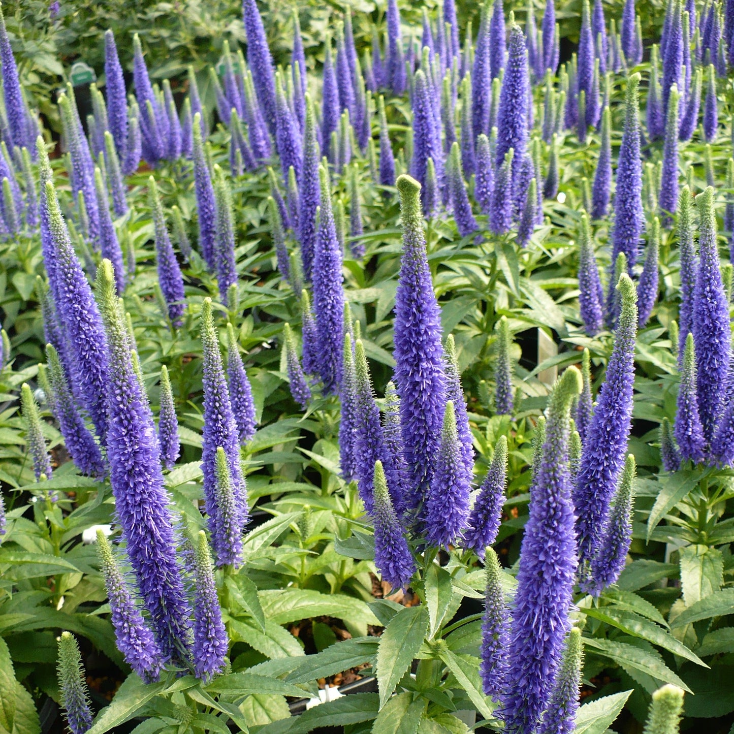 Veronica spicata 'Royal Candles' PP18932 - #1