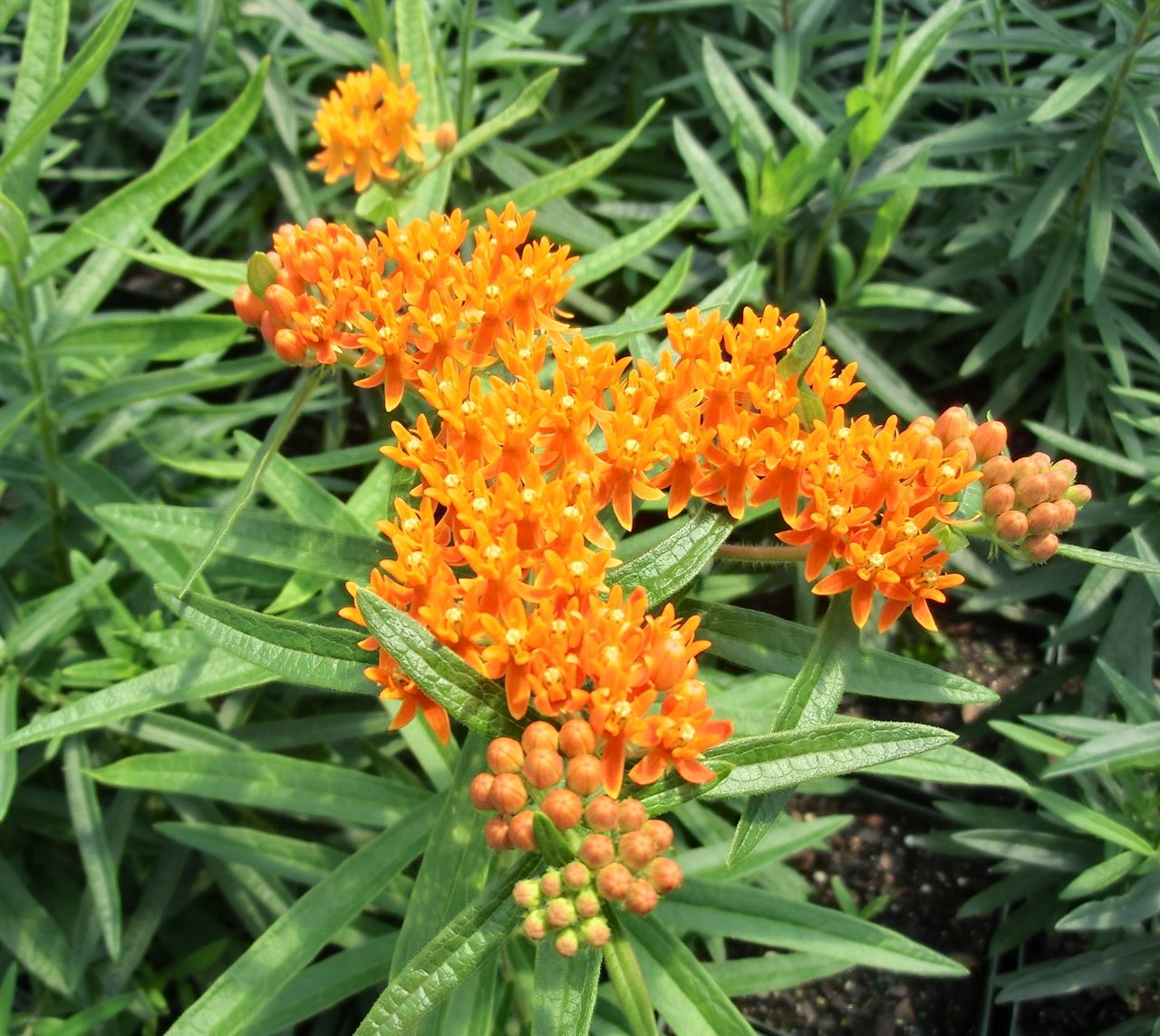 Asclepias tuberosa Butterfly Weed - Qt.