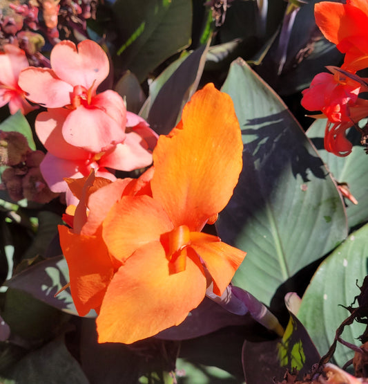 Canna 'Cannova® Bronze Orange' - #1