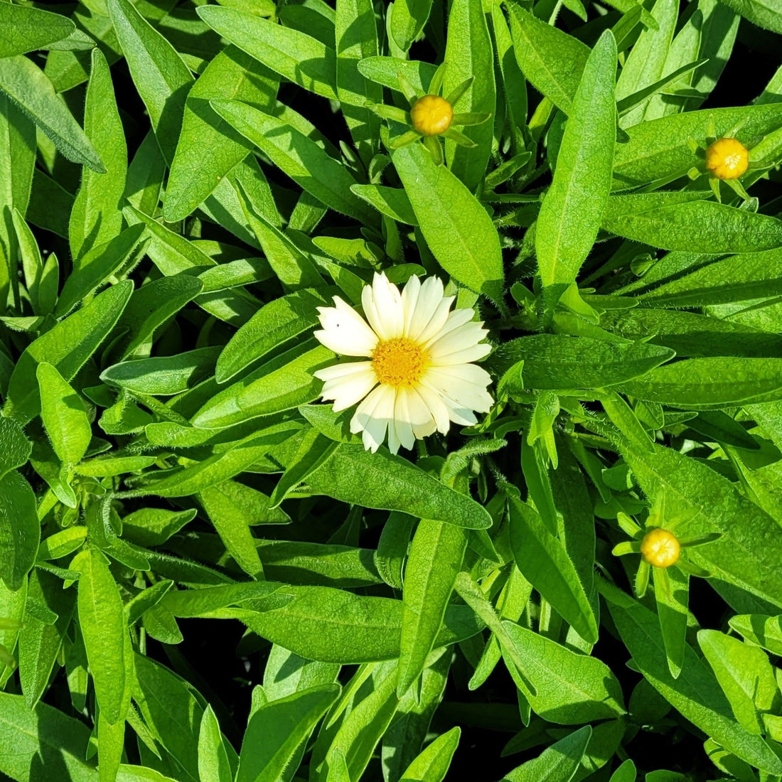 Coreopsis hybrida 'Uptick Cream' PP28964 1 Evergreen Nursery, Inc.