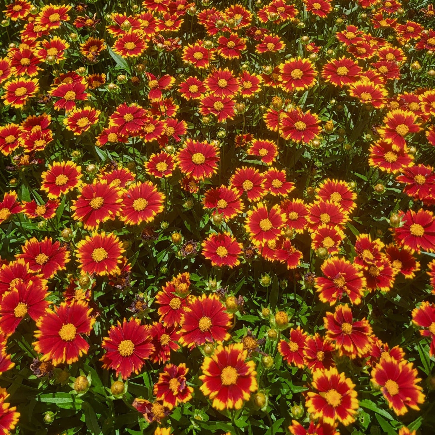 Coreopsis hybrida 'Uptick Red' PP33866 - #1 – Evergreen Nursery, Inc.