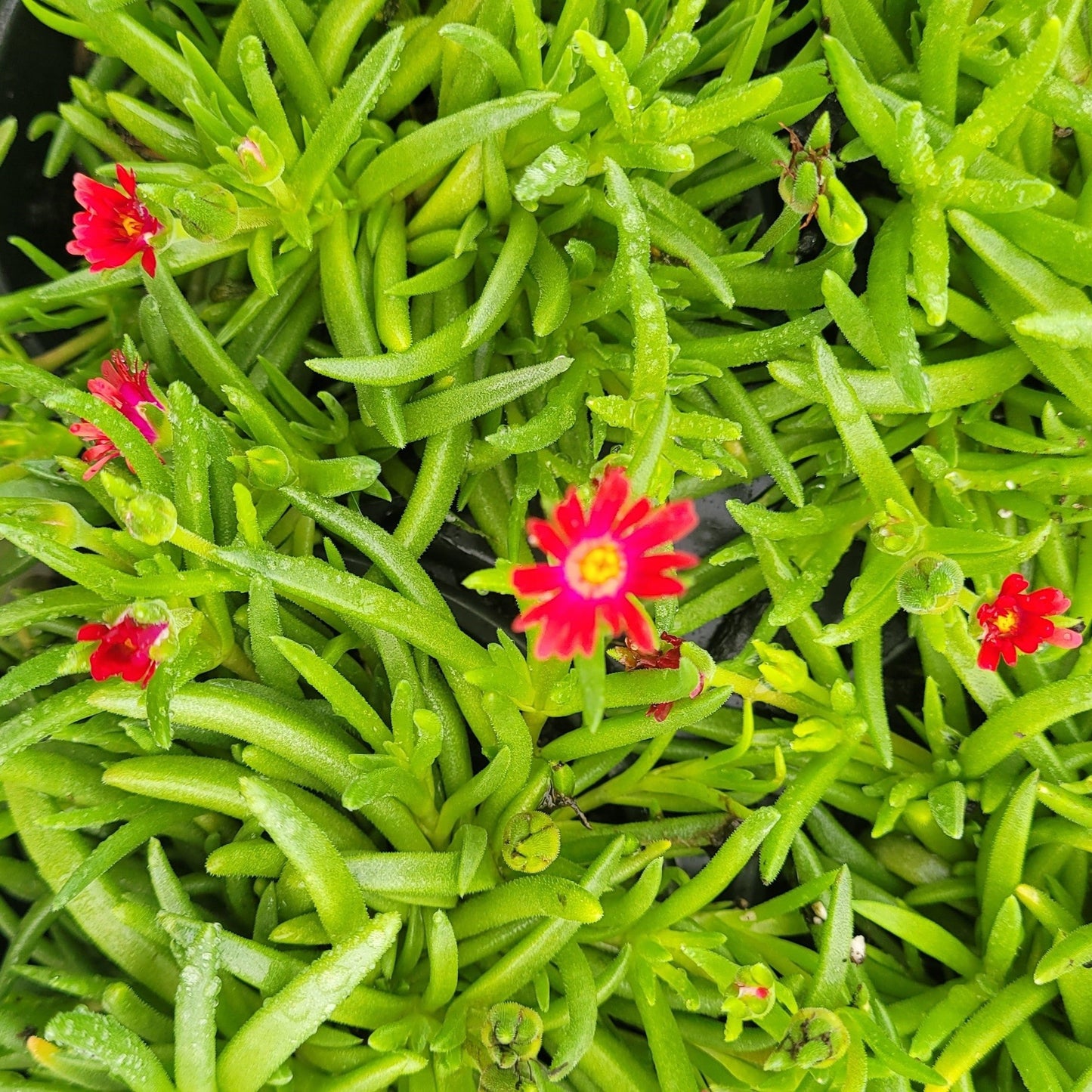 Delosperma Jewel of Desert Series 'Garnet' PP23471  Iceplant - 4.5"