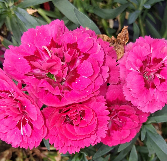 Dianthus 'Oscar Cherry Velvet' - Qt.