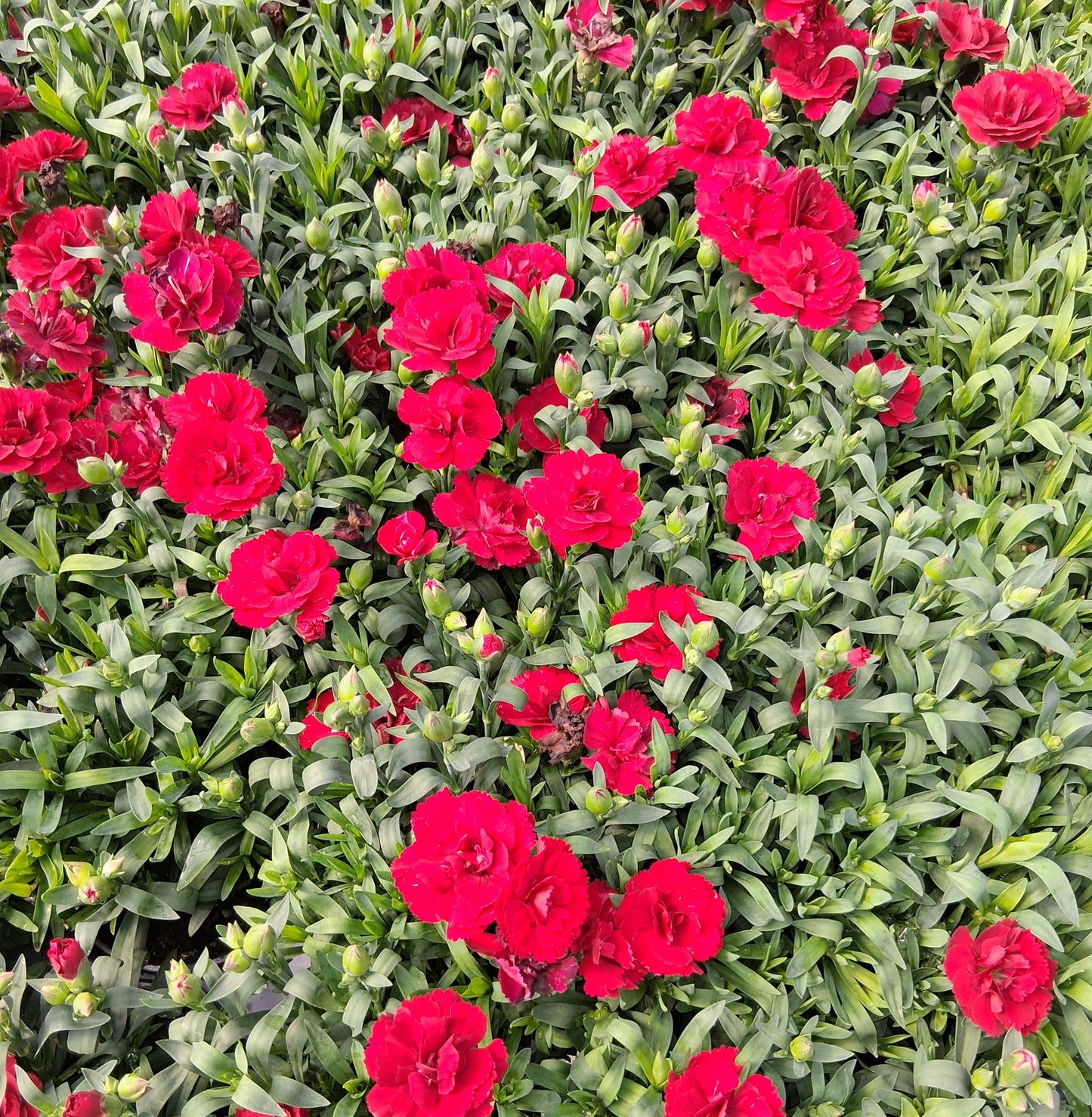 Dianthus 'Oscar Dark Red' - Qt.