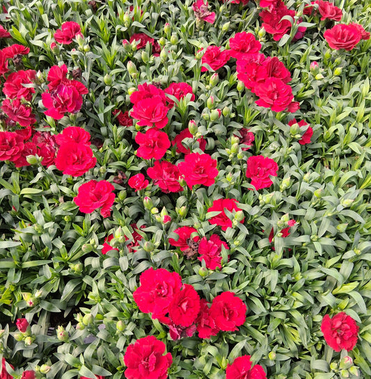 Dianthus 'Oscar Dark Red' - Qt.