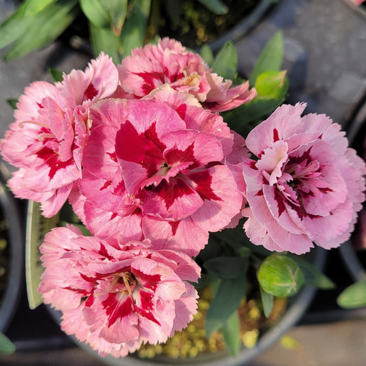 Dianthus 'Oscar Purple Star' - Qt.