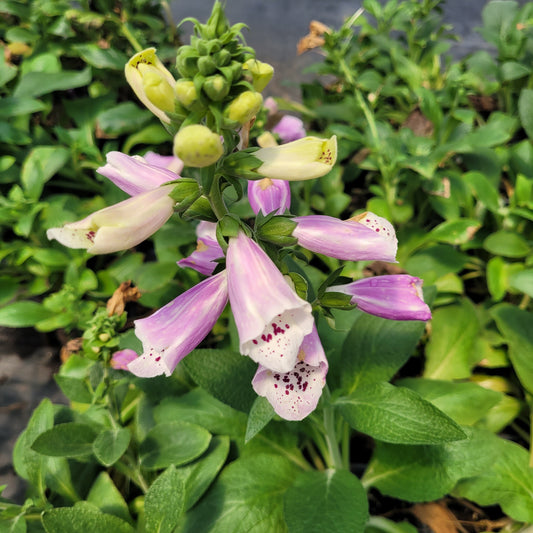 Digitalis purpurea 'Dalmatian Rose' Foxglove - Qt.