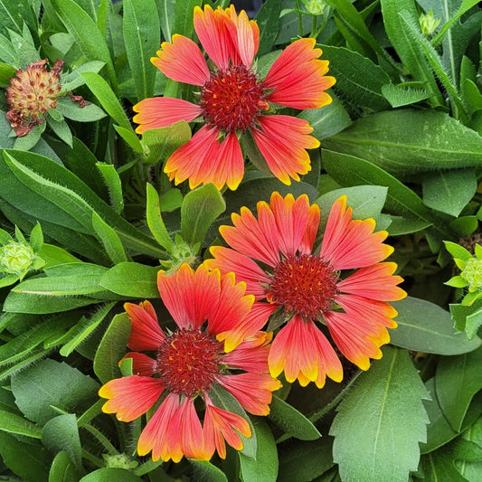 Gaillardia 'SpinTop Yellow Touch' Blanket Flower - #1