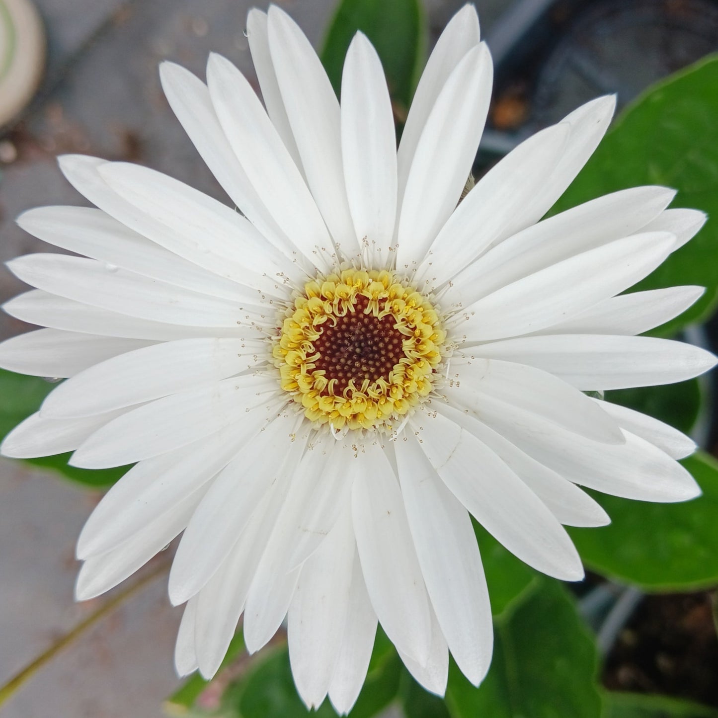 Gerbera 'Garvinea® Sweet Frosting' Gerber Daisy  - #1