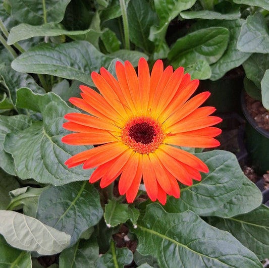 Gerbera 'Garvinea® Sweet Sunset' Gerber Daisy - #1