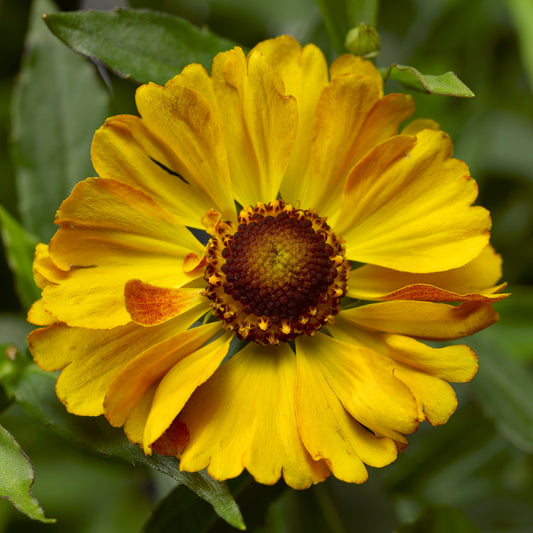 Helenium HayDay™ ‘Golden Bicolor’ PPAF ' - Qt.