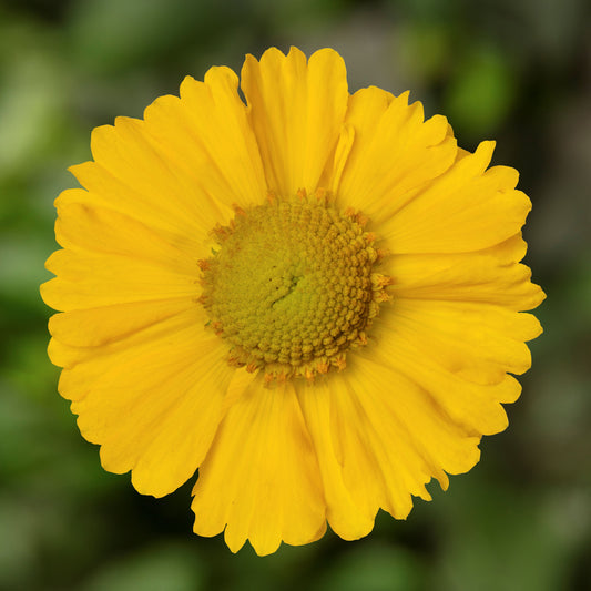 Helenium HayDay™ ‘Yellow’   - Qt.