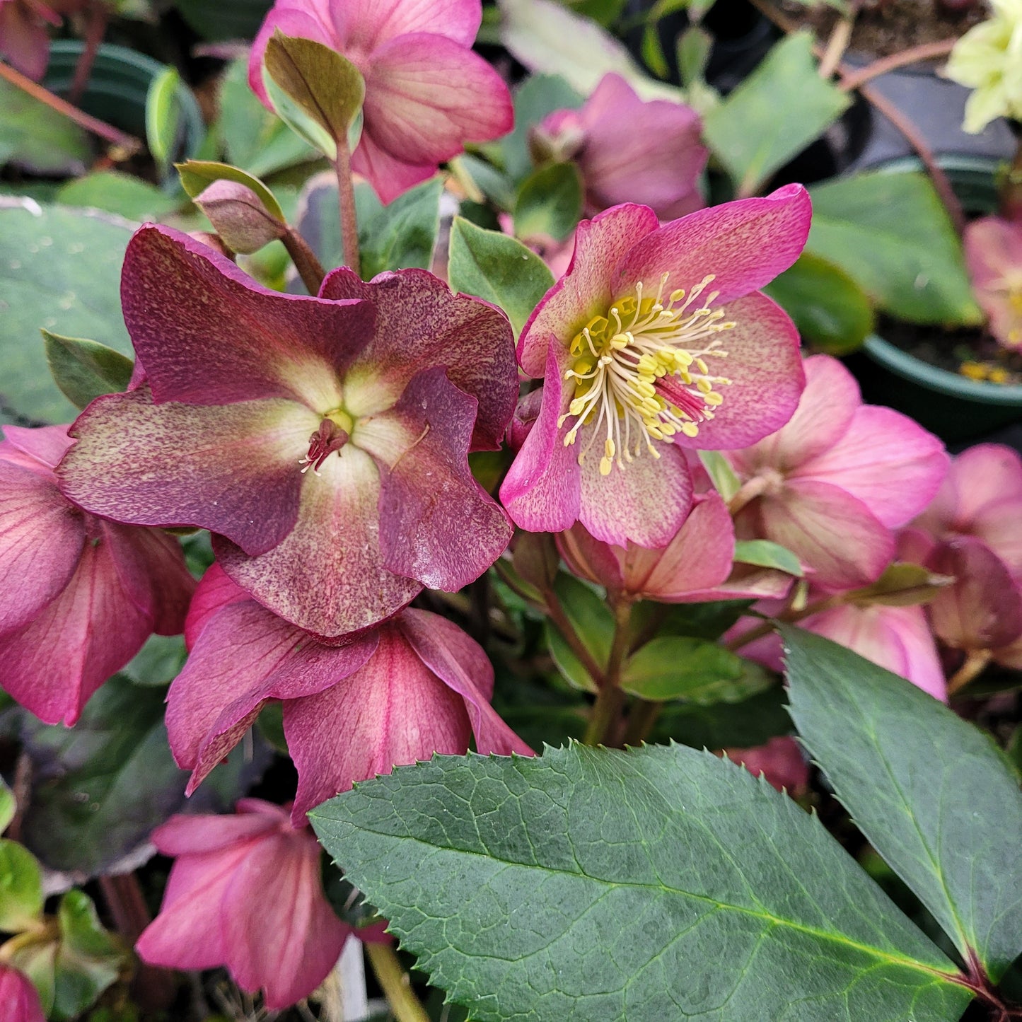 Helleborus x glandorfensis 'Ice 'n' Roses Red' PP28296 - #1