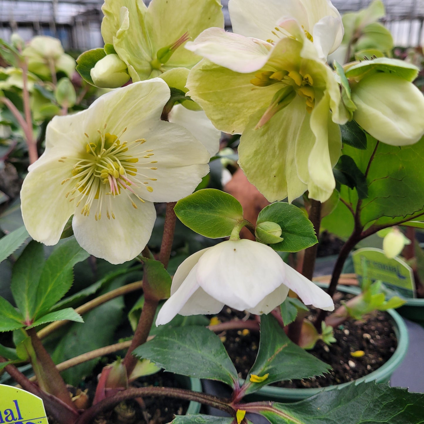 Helleborus x glandorfensis 'Ice 'n' Roses White' PP28293 - #1