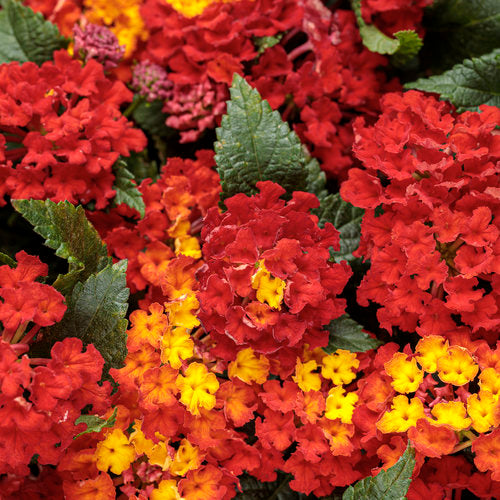 Lantana Royale Red Zone  -  Qt.