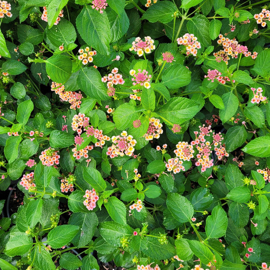 Lantana x 'Confetti' - #1