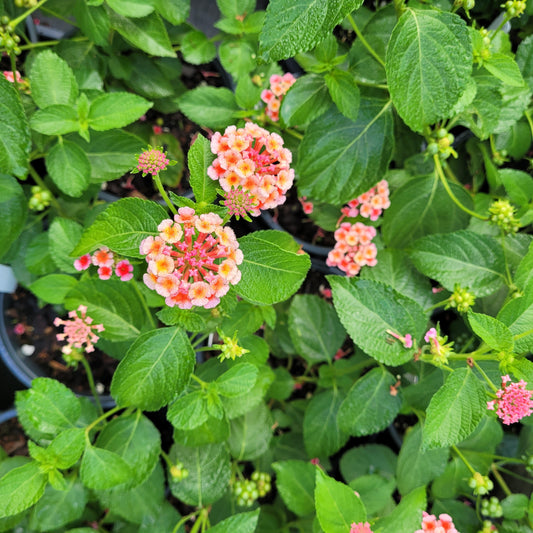 Lantana x 'Irene' - #1