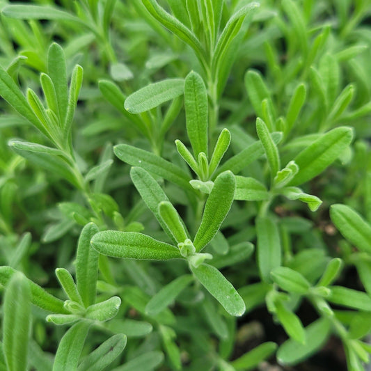 Lavandula stoechas 'Anouk' PP16685 Spanish Lavender - #1