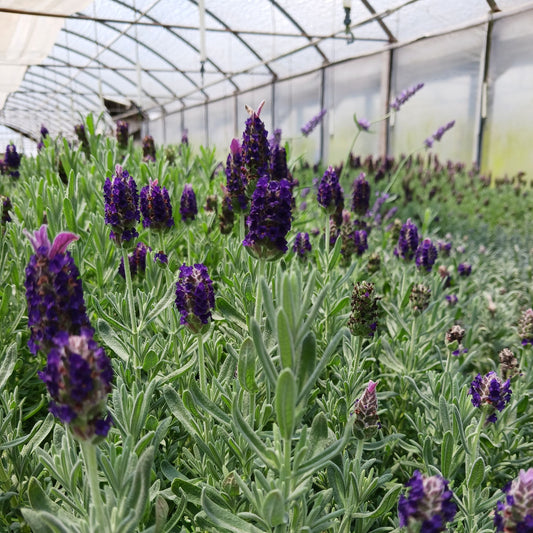 Lavandula 'La Diva Big Night'  Lavender - Qt.
