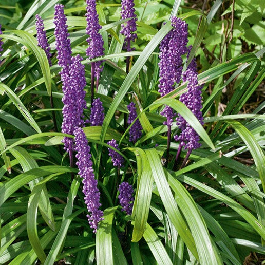 Liriope muscari 'Royal Purple' - 3.5"