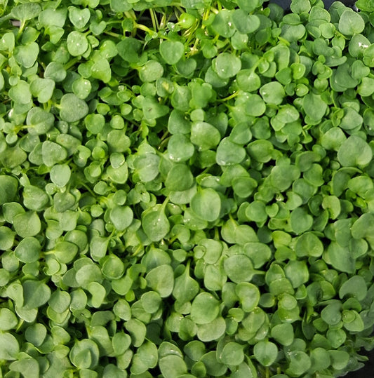 Mentha requienii  Corsican Mint - 4.5"