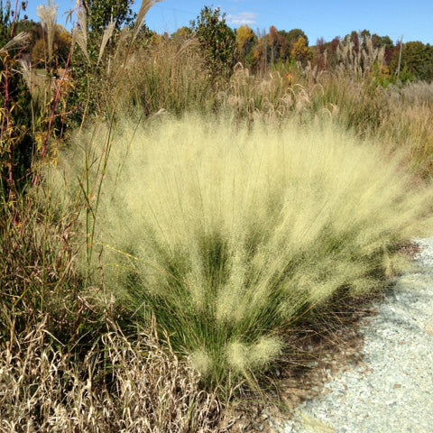 Grass: Muhlenbergia capillaris  'White Cloud' White Muhly Grass - #1