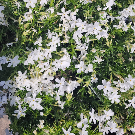 Phlox subulata (white) - #1