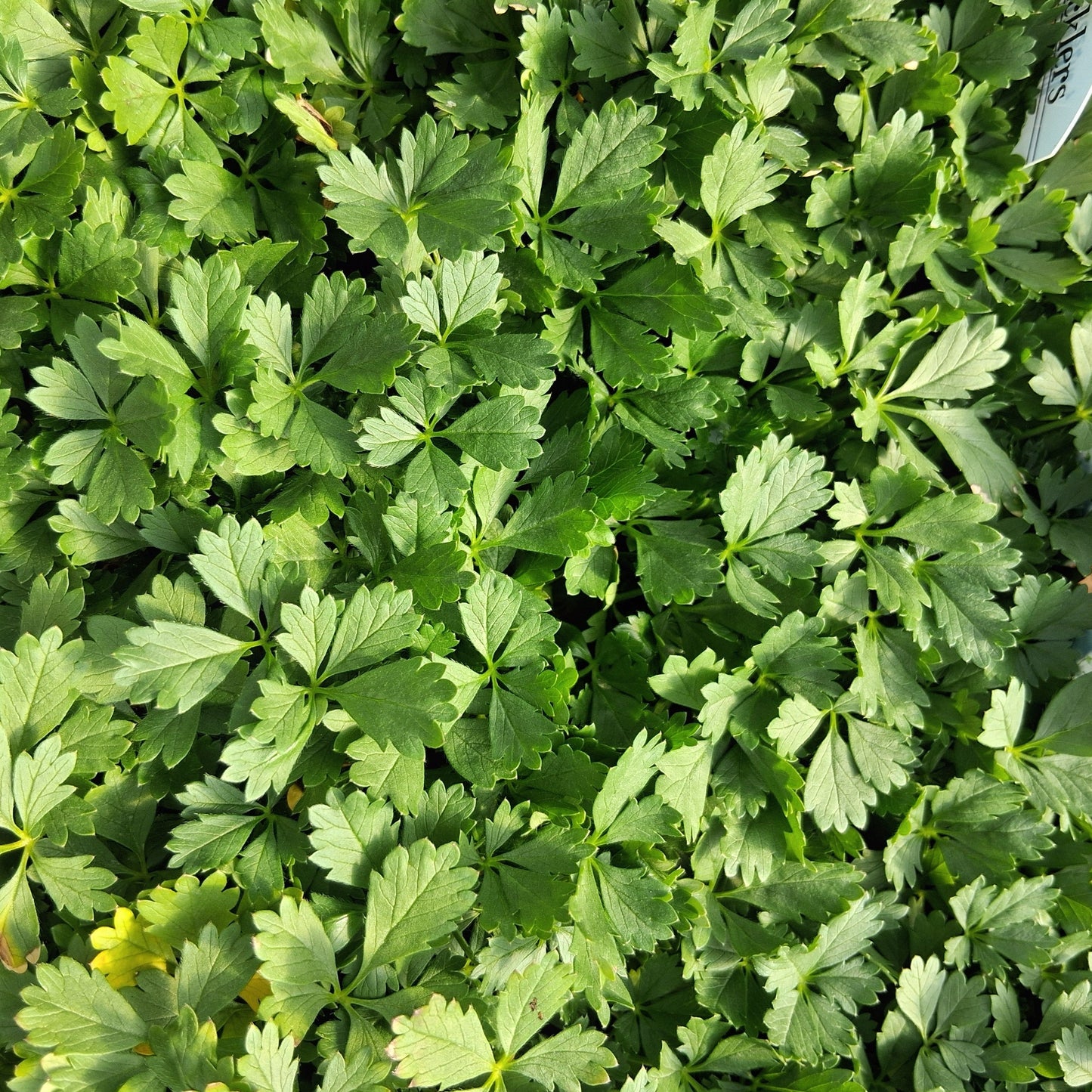 Potentilla neumanniana 'Nana'  Cinquefoil - 4.5"