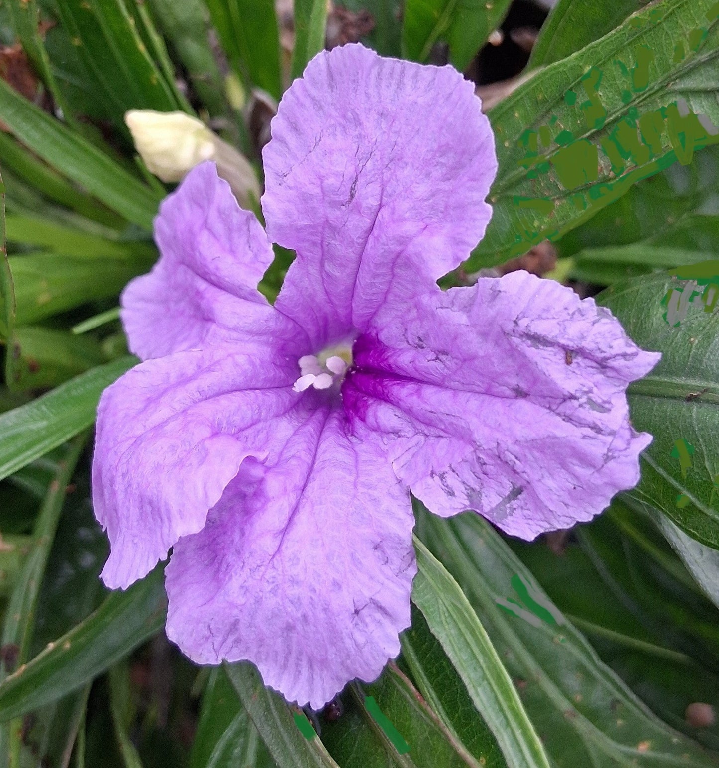 Ruellia brittoniana 'Compacta Blue' Dwarf Mexican Petunia - Qt.