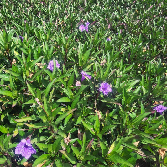 Ruellia 'Mayan Compact Purple' - #1