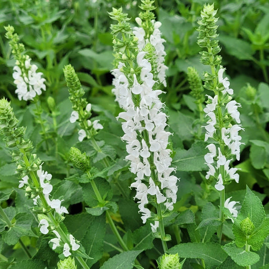 Salvia nemorosa 'Apex™ White' PPAF - Qt.